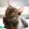 Photo of Sooty (Located In Altona North)