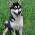 Photo of Diesel
