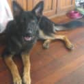 Photo of Possum  *Adoption Pending*