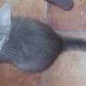 Photo of Sweetie