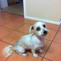 Photo of Honey (On Trial)