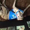 Photo of Hazel   Checking Out Her New Home