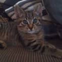 Photo of Boo!'Adoption Pending'