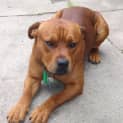 Photo of On Hold Beautiful Beau