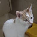 Photo of Gizmo *Adoption Pending* (Hc103)