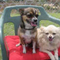 Photo of Sugar And Brutus