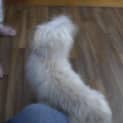 Photo of Casper