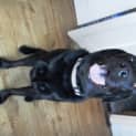 Photo of Sarge   Adoption Pending