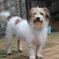 Photo of Buster