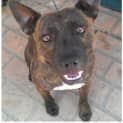 Photo of Boof