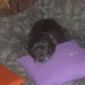 Photo of Coco   The Sweetest And Tiniest Staffy Girl