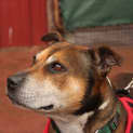 Photo of Buster