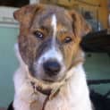 Photo of Sharpi/Adopted