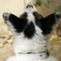 Photo of Biggles