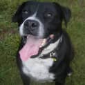 Photo of Roscoe