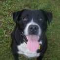 Photo of Roscoe