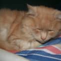 Photo of Cuddles