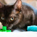 Photo of Ash (Located In Altona North)
