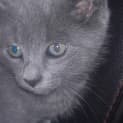 Photo of Gracie *Adoption Pending*