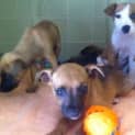Photo of Puppies!