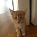 Photo of Ginger Kitten