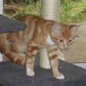 Photo of Oakley