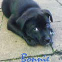 Photo of Bonnie (On Trial)