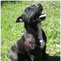 Photo of Bear