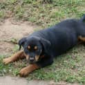 Photo of Greta