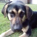 Photo of Rosie