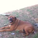 Photo of Rex
