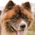 Photo of Diesel Id 6340