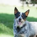 Photo of Skye
