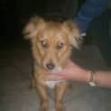 Photo of Buddy...Adopted By His Foster Family, No Longer Av