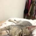 Photo of Macey *Adoption Pending*