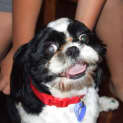 Photo of Buzz (On Trial)