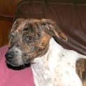Photo of Bindi (On Trial)