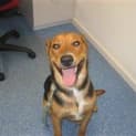 Photo of Tigger   Never Stops Smiling...A Really Great Dog