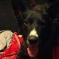 Photo of Lucky