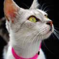 Photo of Misty