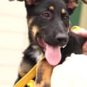 Photo of Shona On Hold Pending Adoption