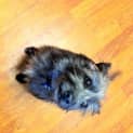 Photo of Peppy