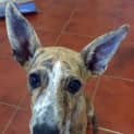 Photo of Buddy 