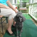 Photo of Buddy