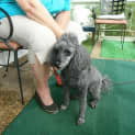 Photo of Buddy