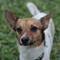 Photo of Ollie