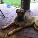 Photo of Kara  Has Gone To Her New Home!!!