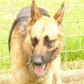 Photo of Buddy On Hold Pending Adoption