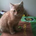 Photo of Cream/Light Ginger Male