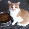 Photo of Lucky